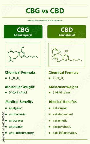 CBG vs CBD, Cannabigerol vs Cannabidiol vertical infographic illustration about cannabis as herbal alternative medicine and chemical therapy, healthcare and medical vector.