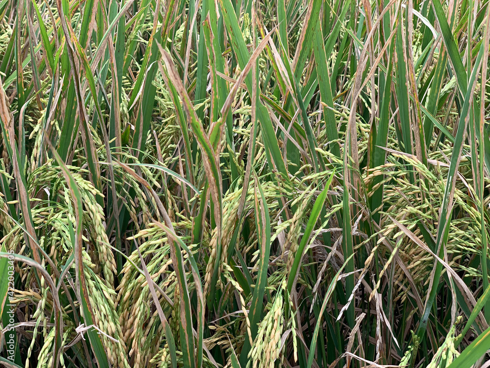 Rice or paddy field in Java, Indonesia. Rice or paddy field in Java, Indonesia.