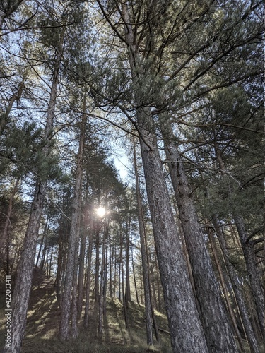 trees in the forest
