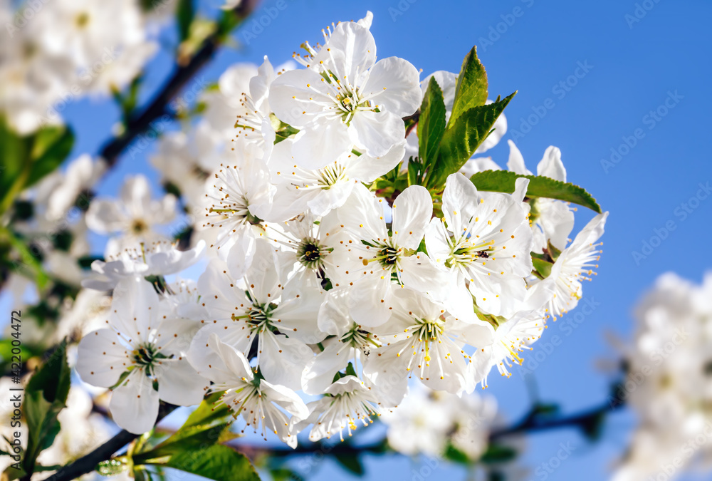 Nature background concept. White flowers on trees in the rays of sunlight
