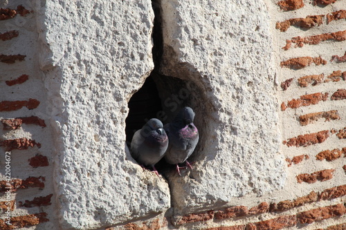 pigeon on the fence
