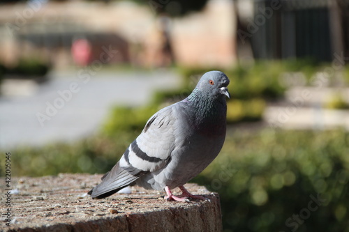pigeon in the city © Manuel