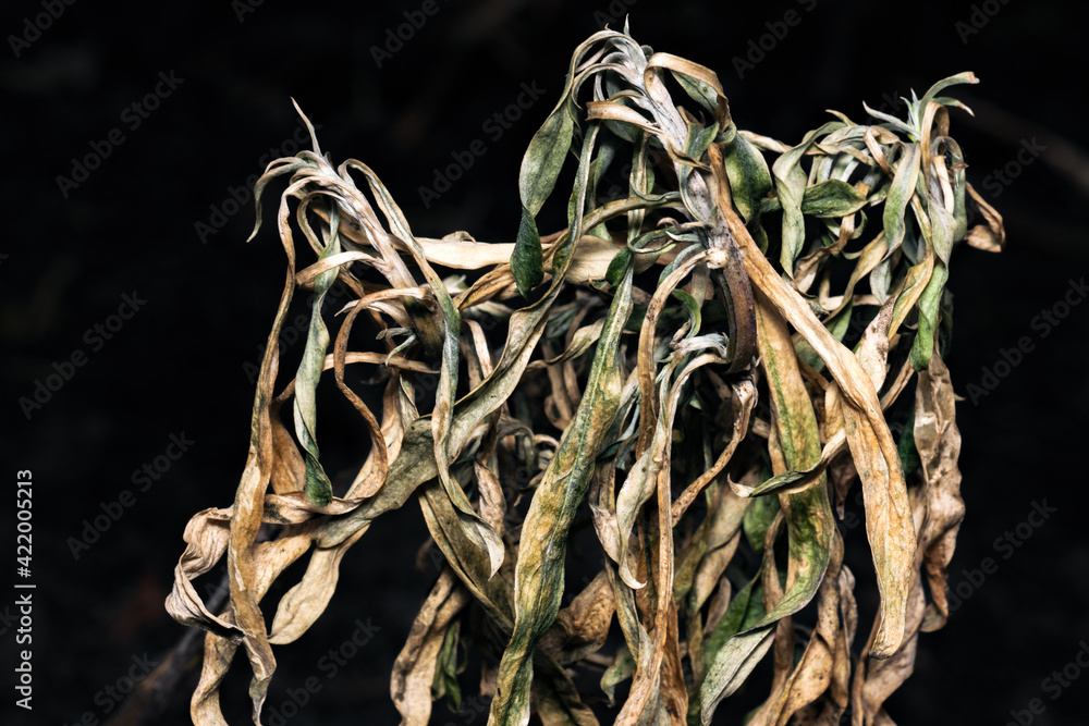 Last year's withered dead plant Last year's withered dead plant