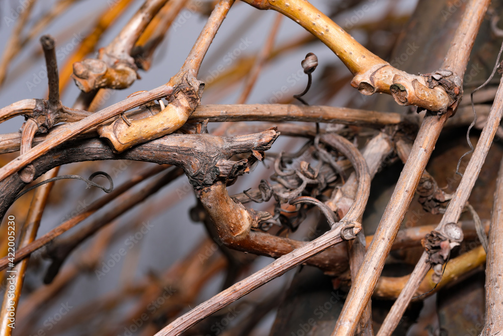 Fototapeta premium Grapevine early spring