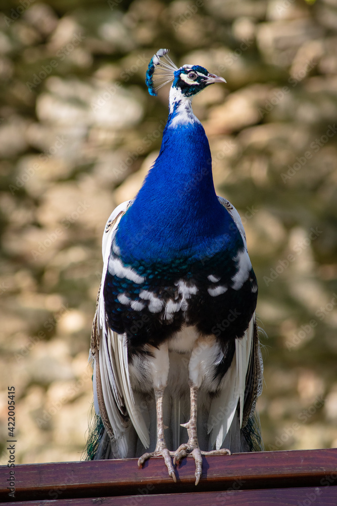 Male peacock