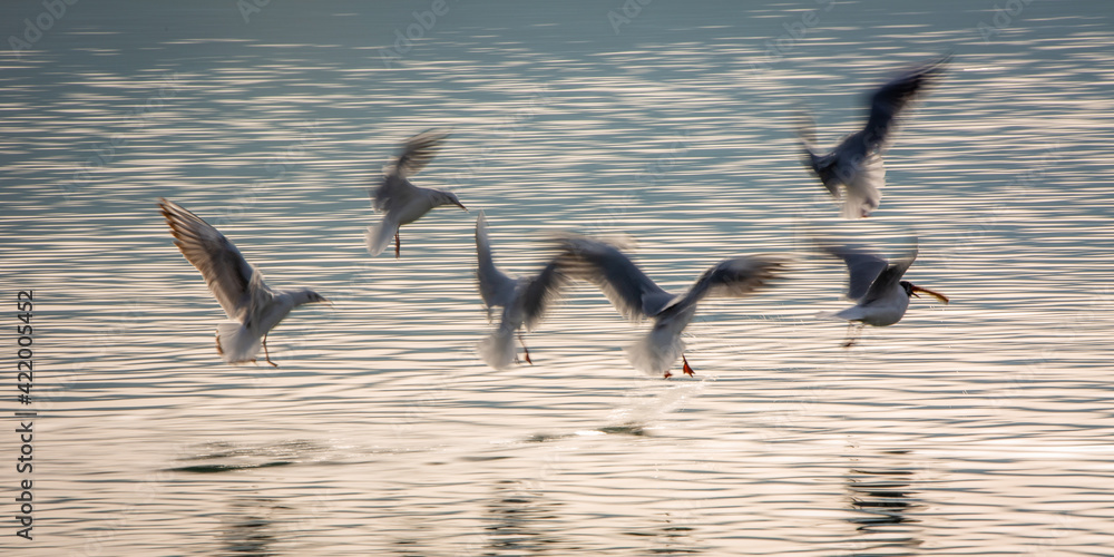 Birds in motion