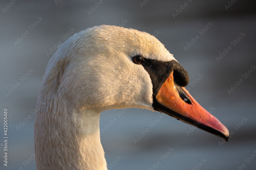 Swan portrait