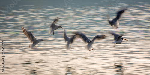 Obraz na płótnie Birds in motion w salonie