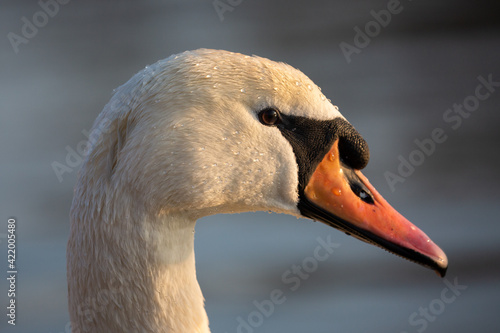 Obraz na płótnie Swan portrait w salonie