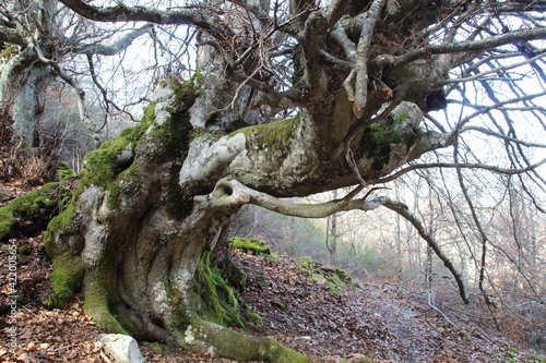 trunk