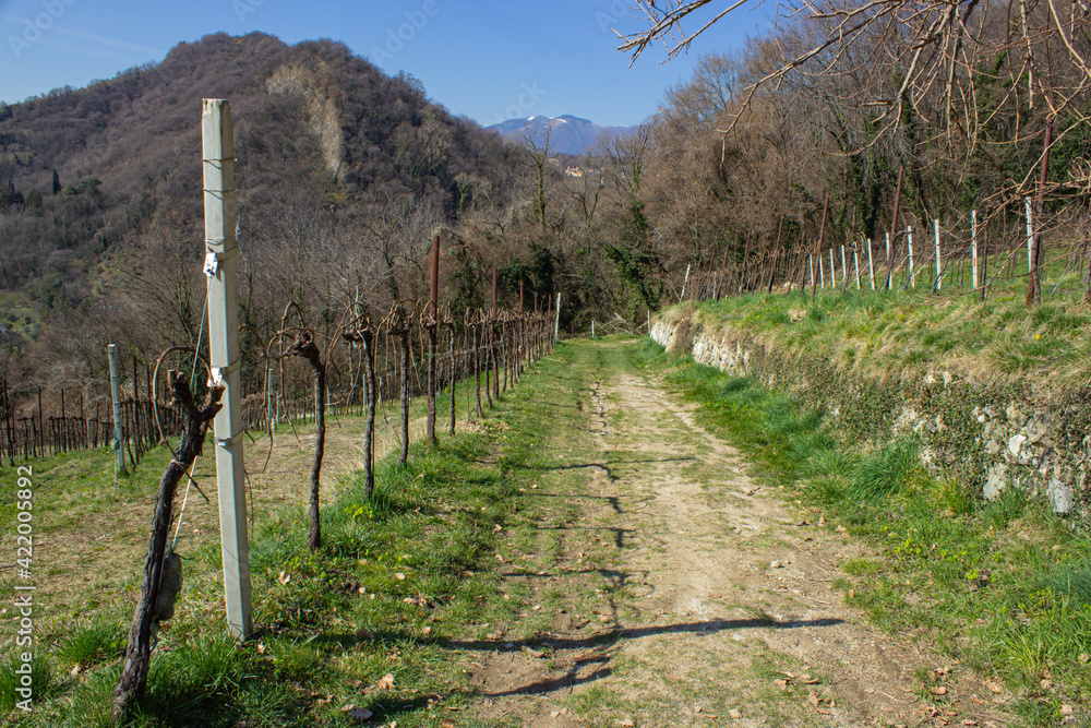 Path in the middle of the Prosecco hills. Dirt path that passes alongside the vineyard. Sunny spring day. Trees without leaves Path in the middle of the Prosecco hills. Dirt path that passes alongside the vineyard. Sunny spring day. Trees without leaves