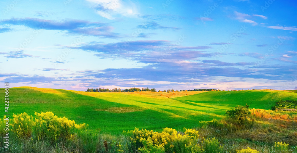 Beautiful summer colorful rustic pastoral landscape panorama. Tall flowering grass on green meadow at sunrise or sunset with beautiful announcement against blue sky.