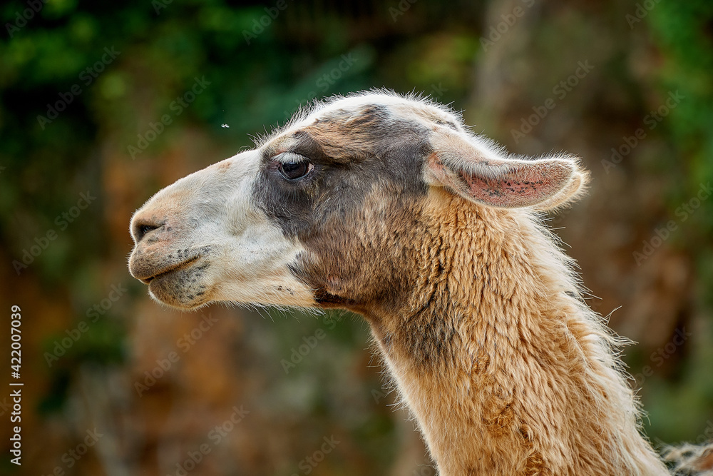 portrait of a llama, close up