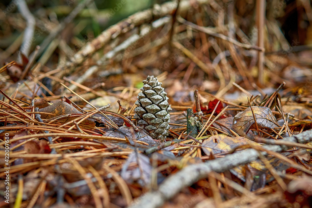 cone in the leaves and pine needles