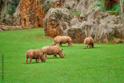 Fototapeta Naklejka Na Ścianę i Meble -  four rhinos on the grass