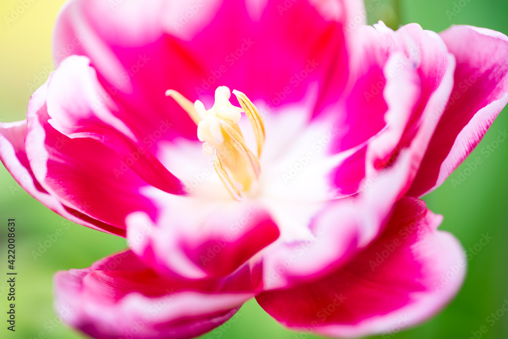 Close-up of a pink tulip with a white edging. Cute tulips, spring flowers