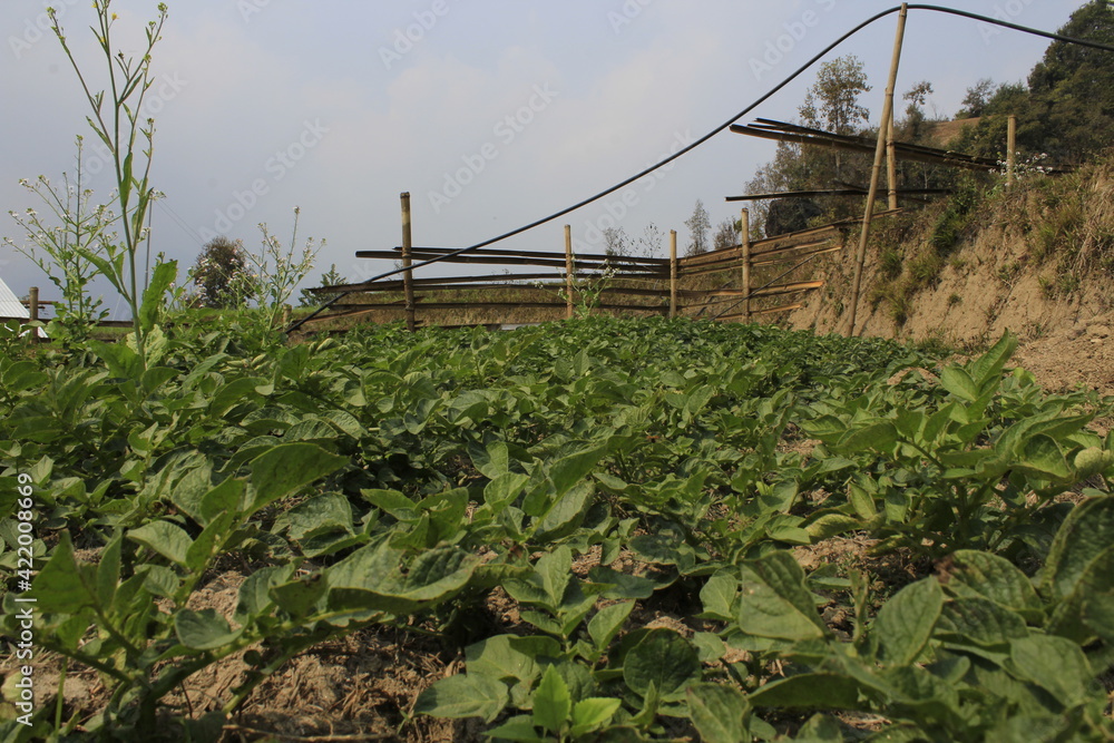 Tiny potato farm with lots of lots potatoes trees in the local village of Nepal Tiny potato farm with lots of lots potatoes trees in the local village of Nepal