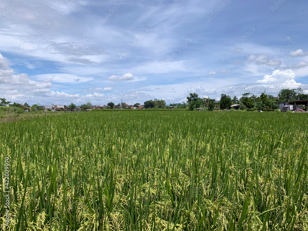 Paddy field getting yellow in Java, Indonesia. Paddy field getting yellow in Java, Indonesia.