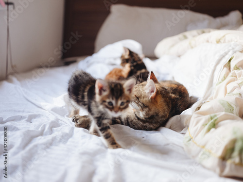 Kittens with a cat lie indoors on the bed
