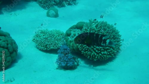  Broomtail Wrasse sewims over sandy seabed near coror reef. Female Broomtail Wrasse (Cheilinus lunulatus). Red Sea, Egypt. 4K-60pfs  photo