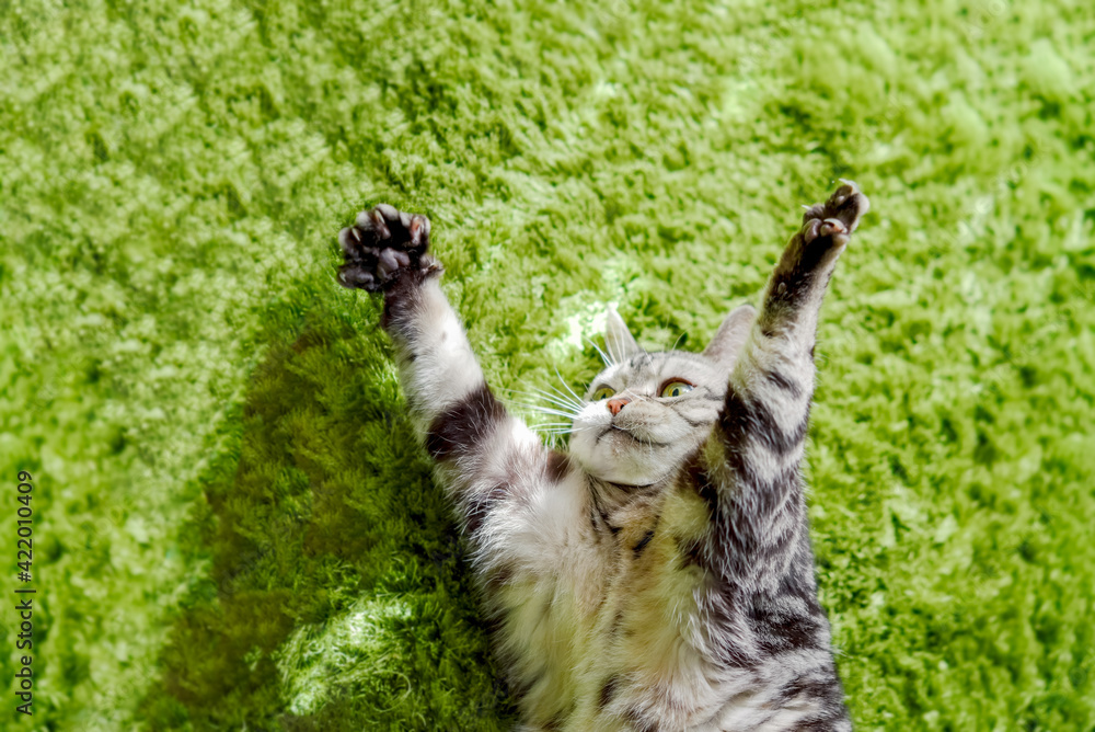 バンザイをする猫 バンザイをする猫