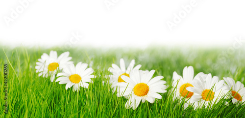 Spring meadow with daisies