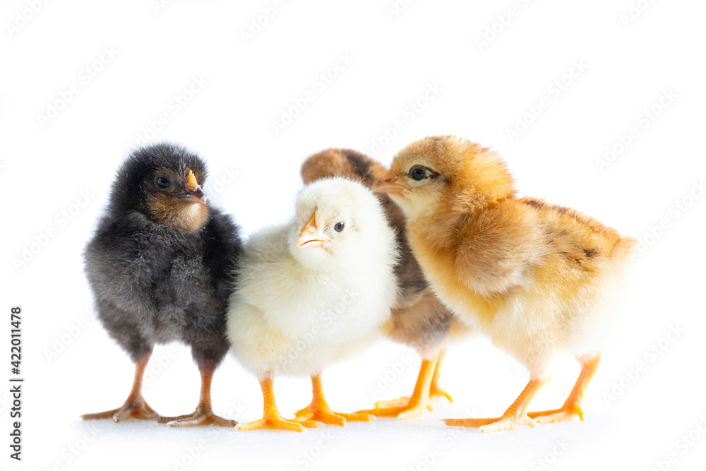 group of 1 day old chickens on white background