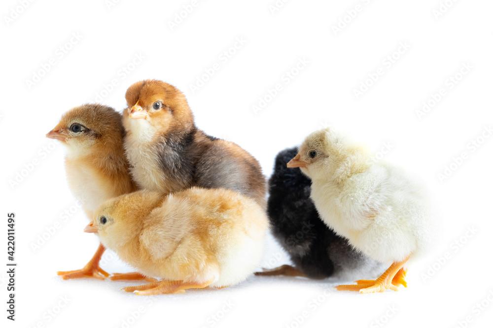 group of 1 day old chickens on white background group of 1 day old chickens on white background
