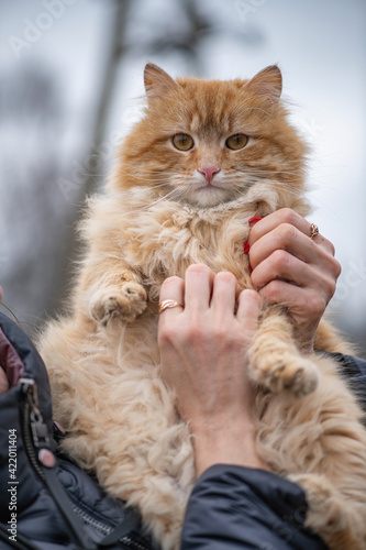 Fototapeta Naklejka Na Ścianę i Meble -  Red fluffy beautiful cat in the hands of a man.
