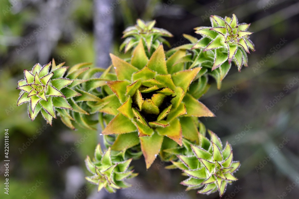 close up of a green fynbos plant in the Western Cape, South Africa close up of a green fynbos plant in the Western Cape, South Africa