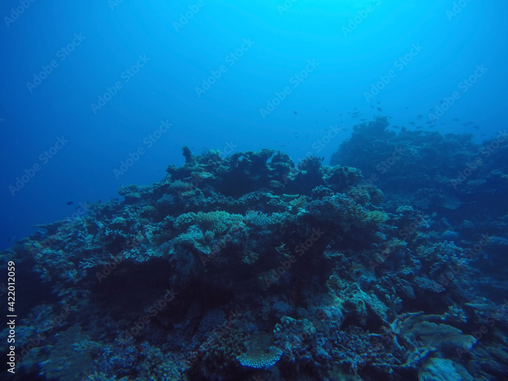 Naklejka premium diver and reef