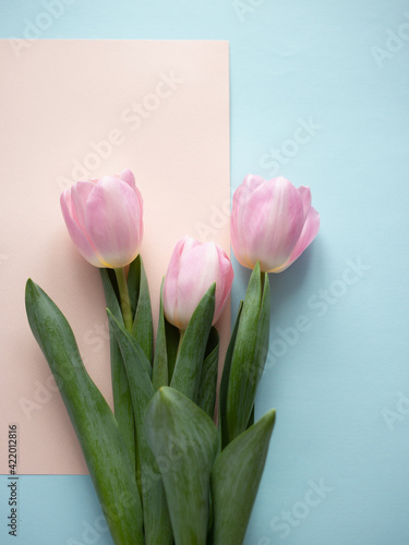 Fototapeta Naklejka Na Ścianę i Meble -  Tulips on paper pink and blue background