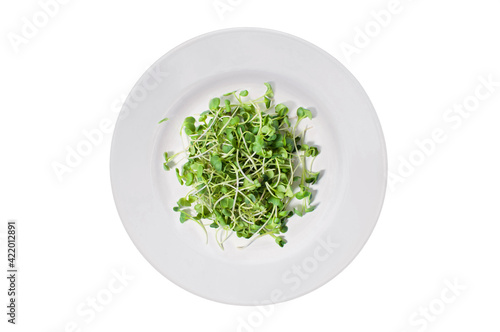 Lots of radish microgreens on a white plate. Isolated on white background. View from above