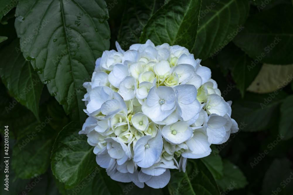 梅雨の晴れ間に咲く紫陽花 梅雨の晴れ間に咲く紫陽花