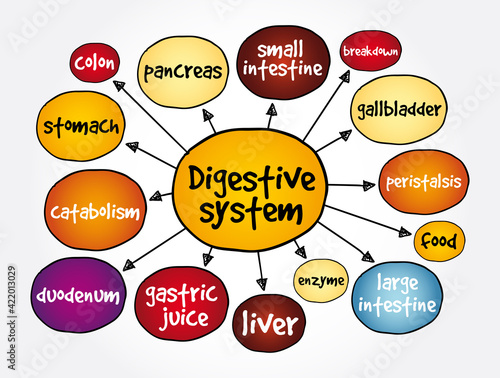 Digestive system mind map, health concept for presentations and reports