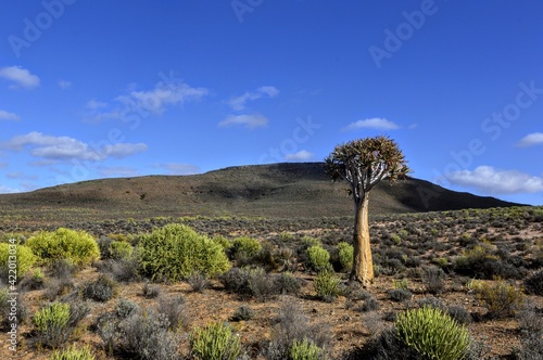 Photography Quiver tree in the Karoo