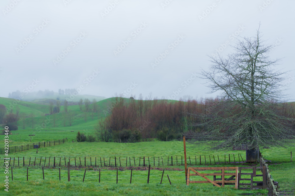 Green hills with a agricultural field and trees in a thick white fog. Atmospheric landscape. Idyllic rural scene