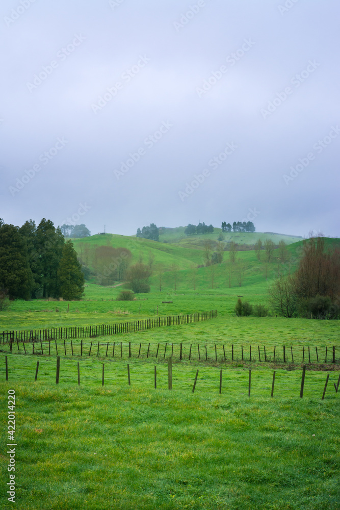 Field fence crossing green hills with a agricultural field and trees in a thick white fog. Atmospheric landscape. Idyllic rural scene