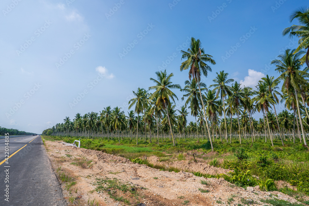 Coconut Plantations Coconut Plantations