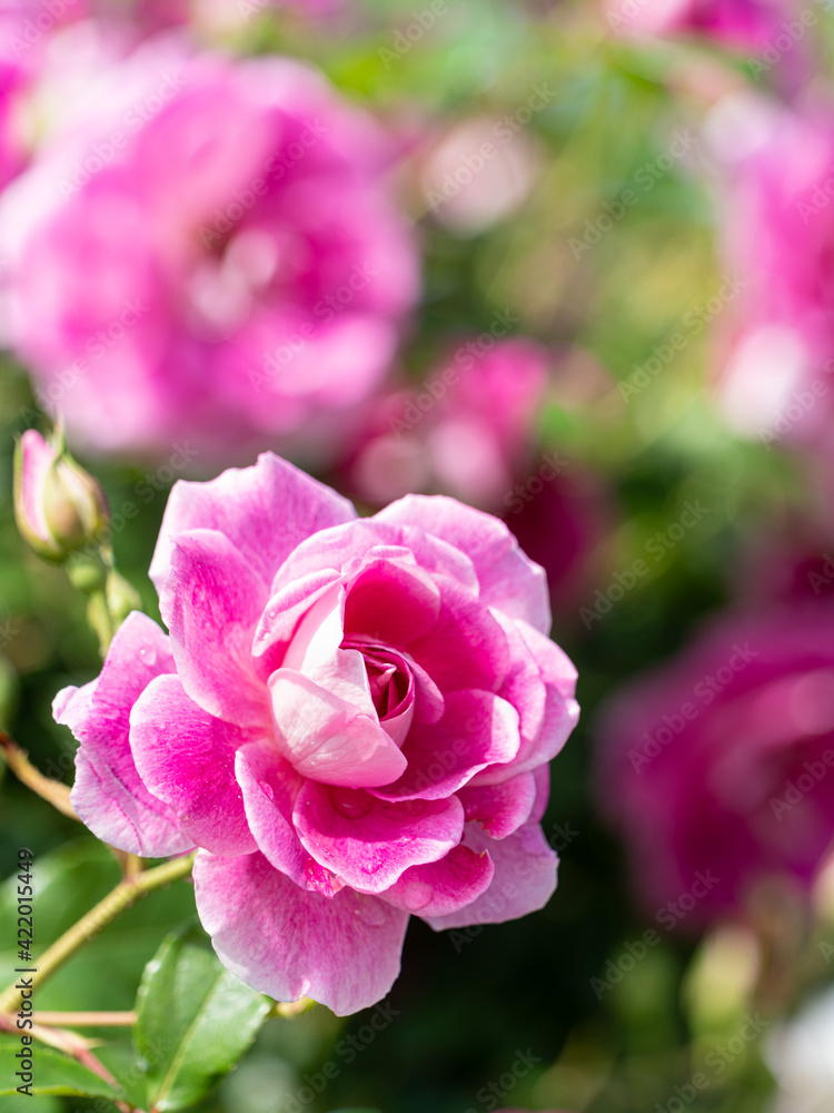 pink roses in garden pink roses in garden