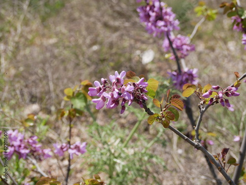 Green fresh leaves and clusters of light purple flowers of the certis tree on a sunny summer day. Raw materials for traditional medicine grow in natural conditions. The fruit of the Judas tree