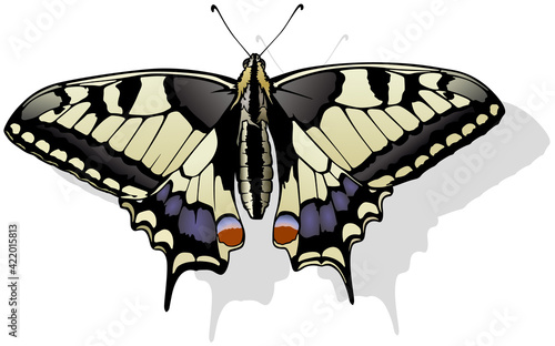 Tiger Swallowtail Butterfly - Beautiful Colorful Butterfly Isolated on White Background, Vector Illustration