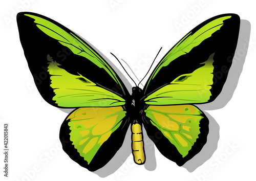 Goliath Birdwing Male - Beautiful Colorful Butterfly Isolated on White Background, Vector Illustration