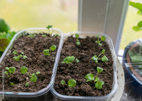 a plastic container in which the first spring flower seedlings grow, the concept of a gardener