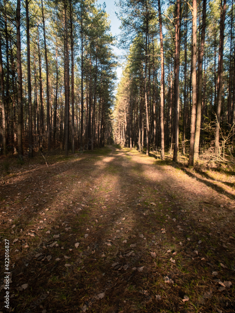 Fototapeta premium path in autumn forest