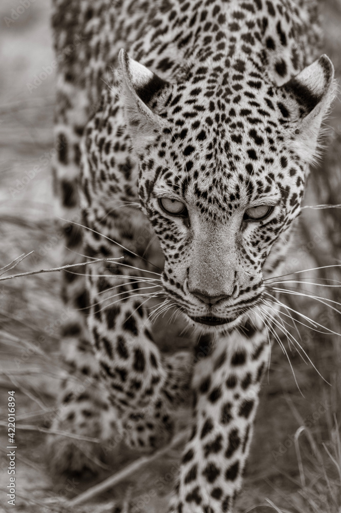 Obraz premium close up portrait of leopard