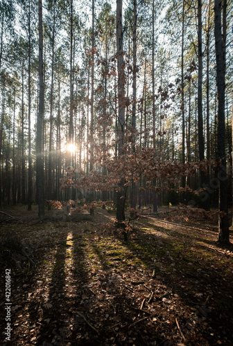 path in the forest