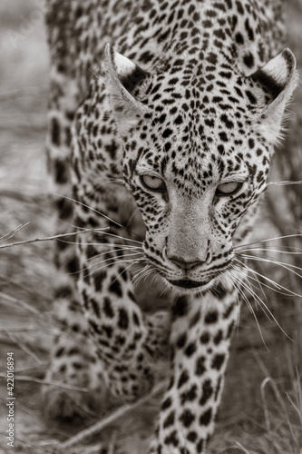 close up portrait of leopard