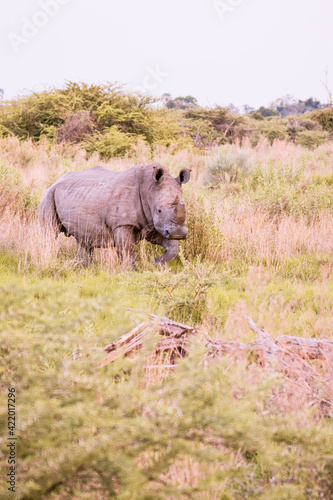 rhino in the savannah