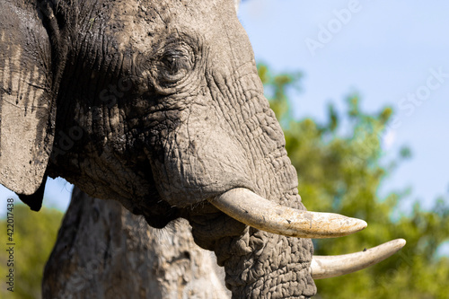 elephant in zoo
